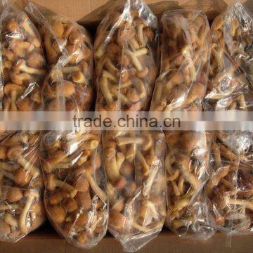 IQF mushroom nameko whole crop 2015 top quality