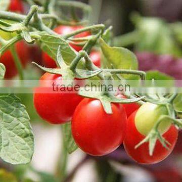 Hybrid F1 Tomato Seeds photo-2