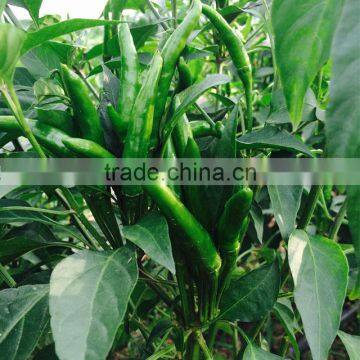 Upright Cluster Hot Pepper/Chilli Seed Uranus No.3 photo-4