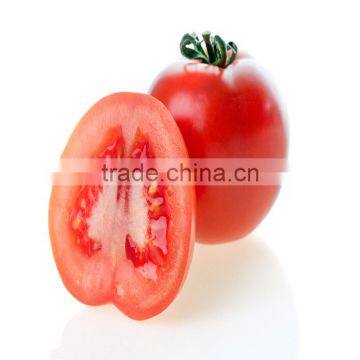 Chinese hybred seeds tomato seeds best quality for greenhouse