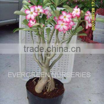 Adenium obesum