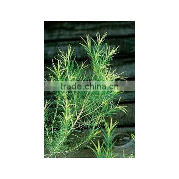 TEA TREE ESSENTIAL OIL BEST EXPORTER OF INDIA