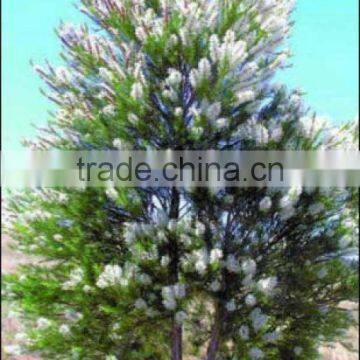 TEA TREE ESSENTIAL OIL BEST EXPORTER OF INDIA photo-2