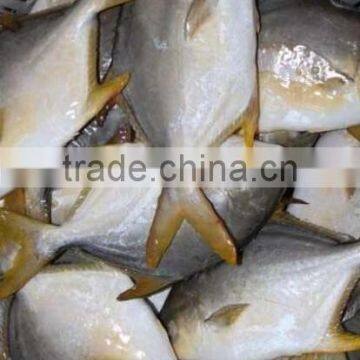 Frozen Golden Pomfret Fish photo-3