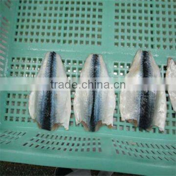 best season frozen mackerel price