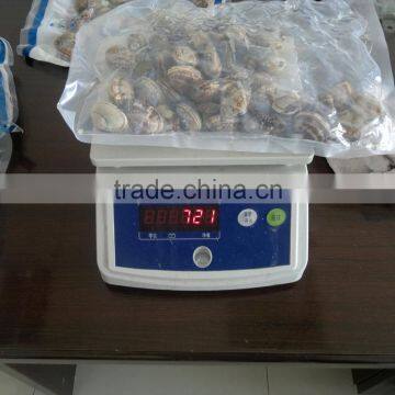 High Quality Hot Sales Rozen Vacuum Packed Cooked Short Necked Clam photo-5