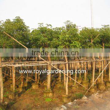 Heteropanax Fragrans (Roxb.) Ornamental Plants photo-2