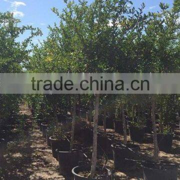 Punica Granatum photo-4