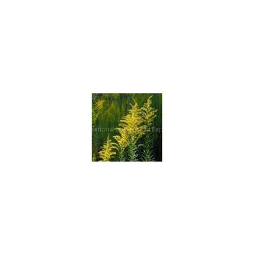 sell Golden Rod Extract