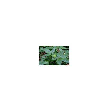 Siberian Ginseng Extract