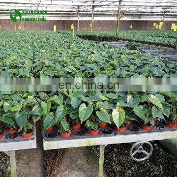 Wood Potting Benches Greenhouse Rack Planter Box With Bench photo-6