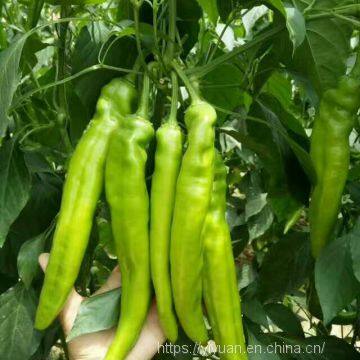 light green  pepper seeds hot pepper greenhouse plant  pepper seeds no.31