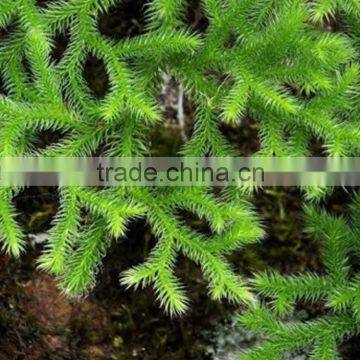 Fresh color top sell fresh cut leaves Diaphasiastrum veitchii