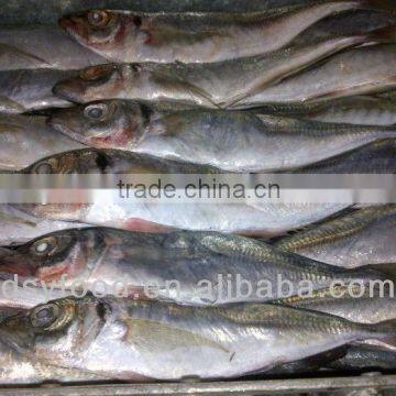 frozen horse mackerel canned fish