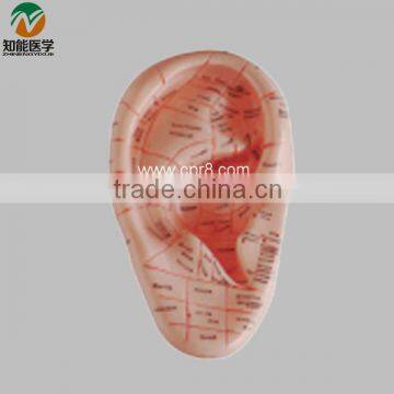 23cm Troditional Chinese Massage Used Human Ear Model