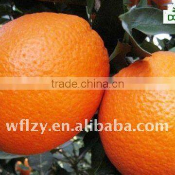 supply Navel orange