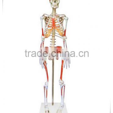 170cm human skeleton with muscle starting and ending point coloring model