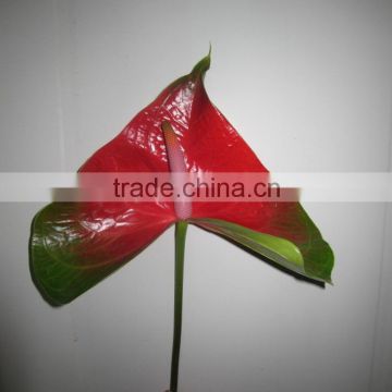 Most popular top sell real touch fresh antirrhinum for wedding decoration