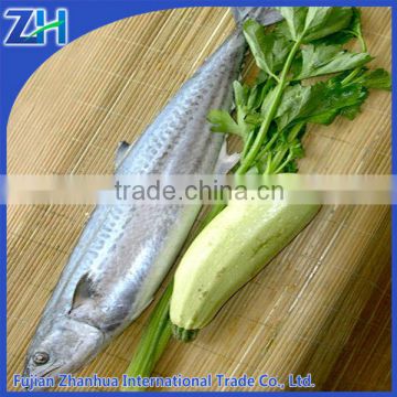 scomberomorus niphonius wholesale frozen spanish mackerel fish seafood