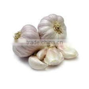 Organic fresh garlic