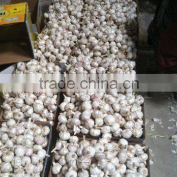 2016 garlic outside
