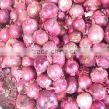 onion colour saree