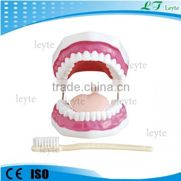 XC-403 28 Teeth Dental Care Model