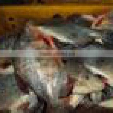 red pomfret