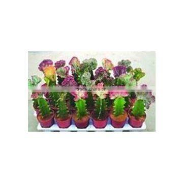 Rebutia Minuscula 8.5cm Mini Cactus Succulent Ornamental Indoor Plants Nursery Echinocactus Grusonii Cereus Cacti Bonsai photo-6