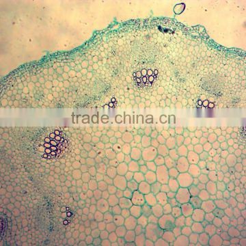 Indonesia microscope slide 7101