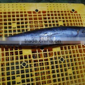 seafrozen king fish fresh wahoo fish HG for sale