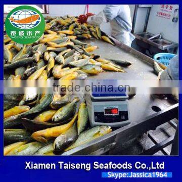 Frozen Yellow Croaker Export to USA