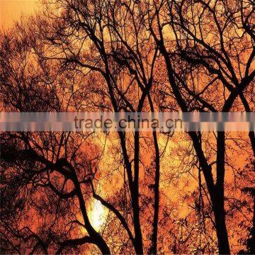 5mm High Quality Tempered Ceramic Fritted Glass photo-4