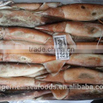 Frozen Illex argentinus squid