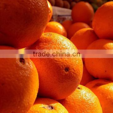 Grade A Fresh Oranges (Navel, Valencia etc)