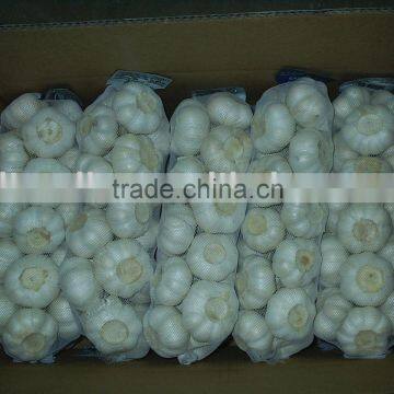HACCP Chinese Garlic