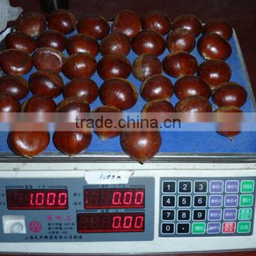 whole sale big size 20/40 fresh chestnuts 2014 crop