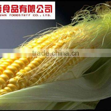 FOOD GRADE CORN SUGAR 75%-84%