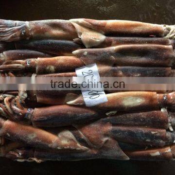 Frozen Argentina Squid Raw Material photo-3
