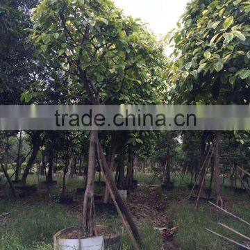 Ficus Benghalensis Variegata photo-4