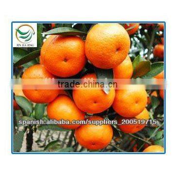 New Harvested Yongchun Fresh Mandarin Orange photo-6