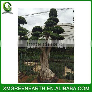 Ficus microcarpa big bonsai 4m (3)