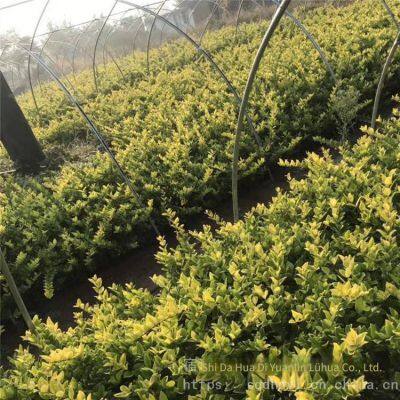 the Ligustrum Japonicum 'howardii' Balls With a Crown Width of 1 Meter Are Inexpensive and Have a High Survival Rate. photo-2