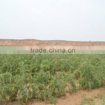 Organic 2016 Wolfberry photo-2