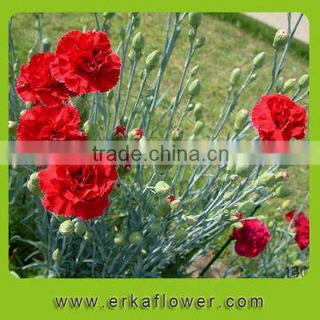 Natural promotional fresh cut carnation flower arrangements
