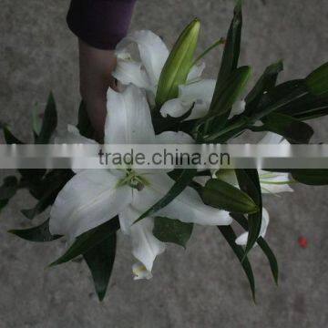 Pure and Mild Flavor Exquisite Yunnan Kunming Cut Flowers Oriental Lilies photo-6
