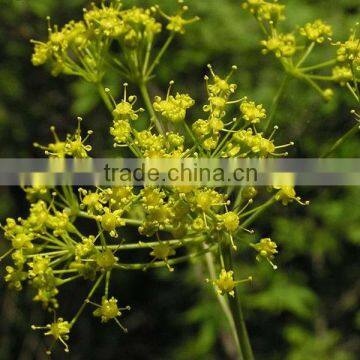 Ferula Asafoetida Oil In Bulk