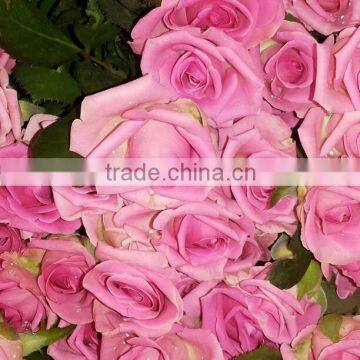 Rose Rooted Cuttings photo-2