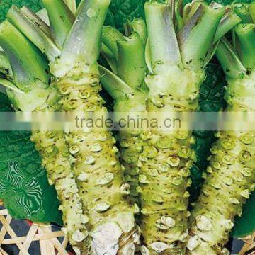 Wasabi Paste Made in Chinese Factory photo-3