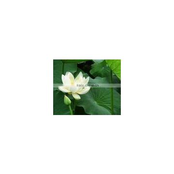 Lotus Leaf Extract